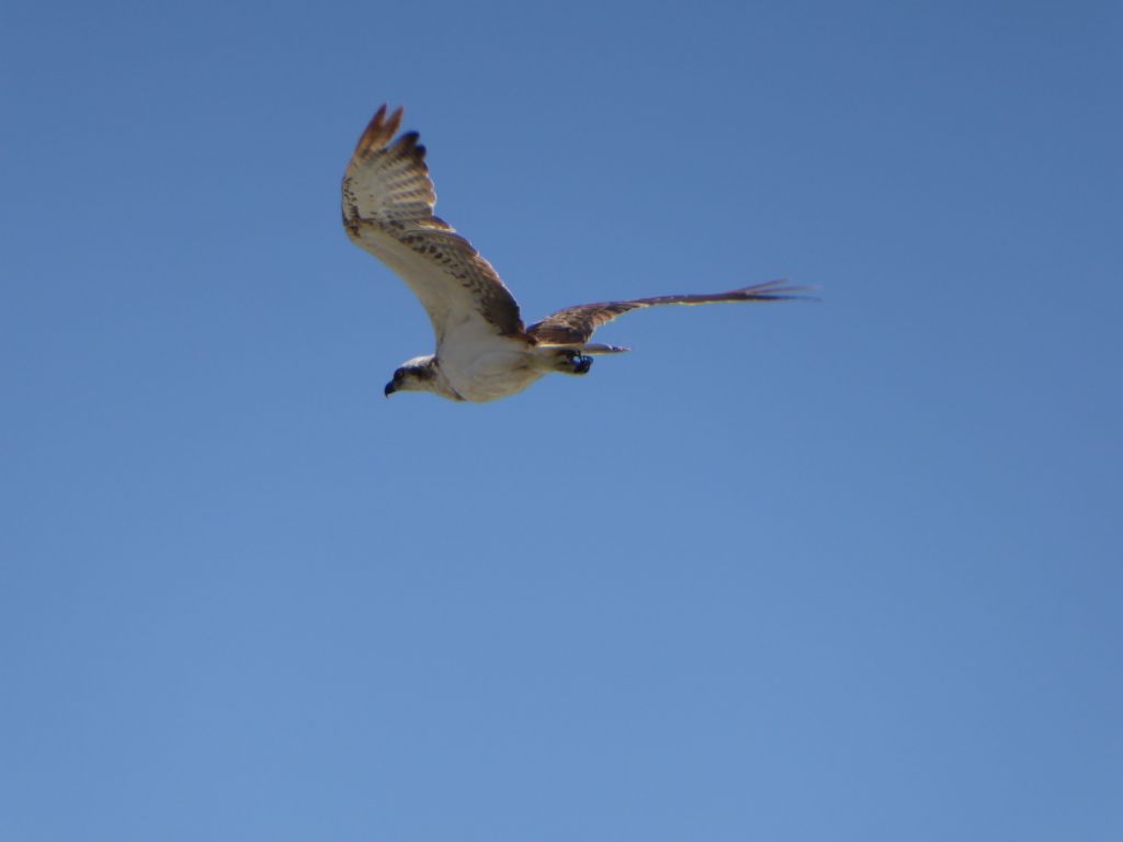 Falco pescatore ?  S !